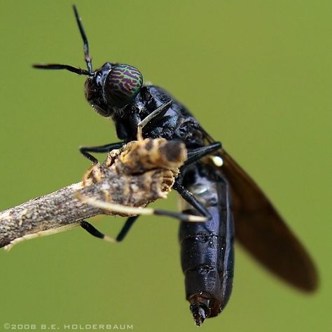 Black Soldier Fly - Hermetia illucens - male Tropical Insects, Compost Worms, Tropical Ceiling, Black Insects, Black Soldier, Black Soldier Fly, Livestock Feed, Bugs Life, Farming System