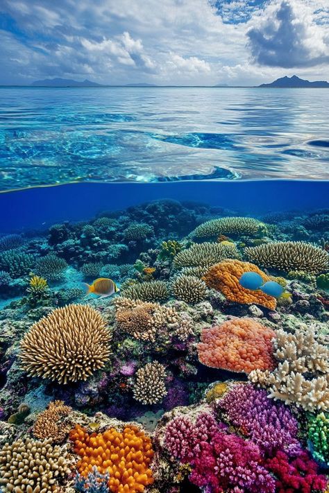 Dive into the Great Barrier Reef in Australia🌊 Summer is a great time to explore the Great Barrier Reef. Enjoy snorkeling and diving to see vibrant coral reefs and marine life. 🌿🐠 #GreatBarrierReef #SummerTravel #Australia #MarineLife Great Barrier Reef Australia Aesthetic, Ocean Sea Life, Coral Reef Photography Underwater, Australia Great Barrier Reef, Coral Reef Photography Ocean Life, Great Barrier Reef Aesthetic, Coral Reef Aesthetic, Marine Life Aesthetic, Ocean Australia