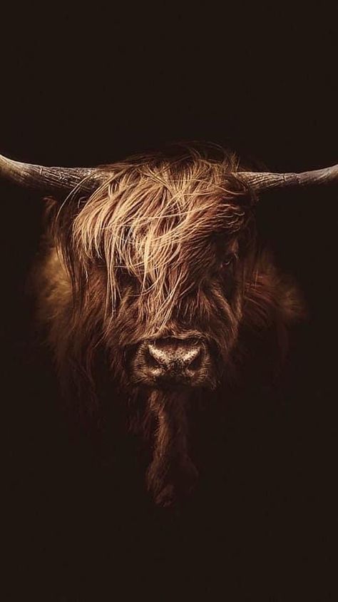 Regard Animal, Highland Cow Painting, Cow Photography, Highland Cow Art, Photo Animaliere, Scottish Highland Cow, Fluffy Cows, Cow Pictures