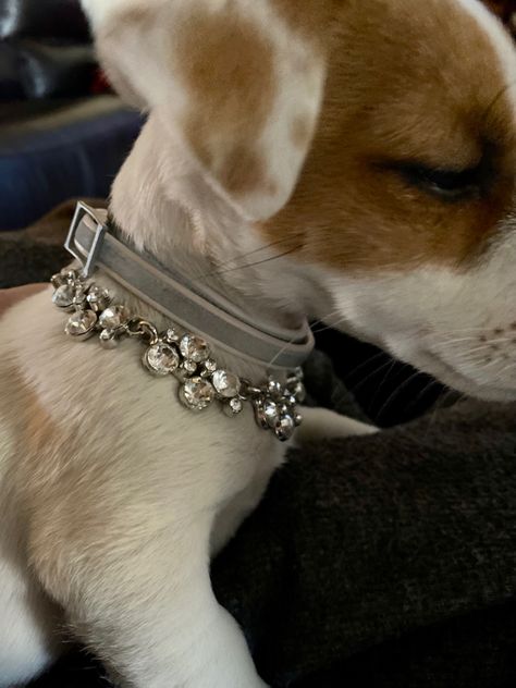 Dog collar bling from an old rhinestone necklace…diy Necklace For Dogs Diy, Pet Necklace Diy, Diamond Dog Collar, Fancy Dog Collar, Bling Dog Collars, Rhinestone Dog Collar, Girly Vibes, Dog Chain, Dog Bling