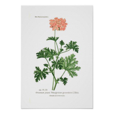 Pelargonium graveolens poster #geranium #flower #plant #garden #vintage #illustration #botanical Botanisk Illustration, Scented Geranium, Pelargonium Graveolens, Favourite Flowers, Fragrant Plant, Rose Geranium, Scientific Illustration, Oak Leaf, Botanical Drawings