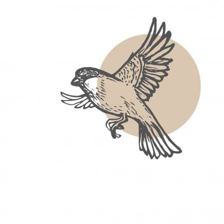 Sparrow birds sketch background. Hand drawn painting illustration. Line art vect , #AD, #background, #Hand, #sketch, #Sparrow #AD Birds Sketch, Sparrow Drawing, Illustration Line Art, Sketch Background, Sparrow Tattoo, Bird Sketch, Bird Flying, Sparrow Bird, Graphic Design Images