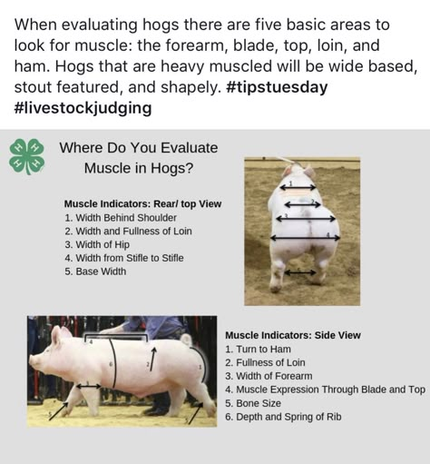 Livestock Judging Tips, Show Pig Pen Ideas, Show Pigs Tips, 4-h Poster Ideas, Agriculture Education Classroom, Pig Eyes, Ag Science, Livestock Judging, Pig Showing