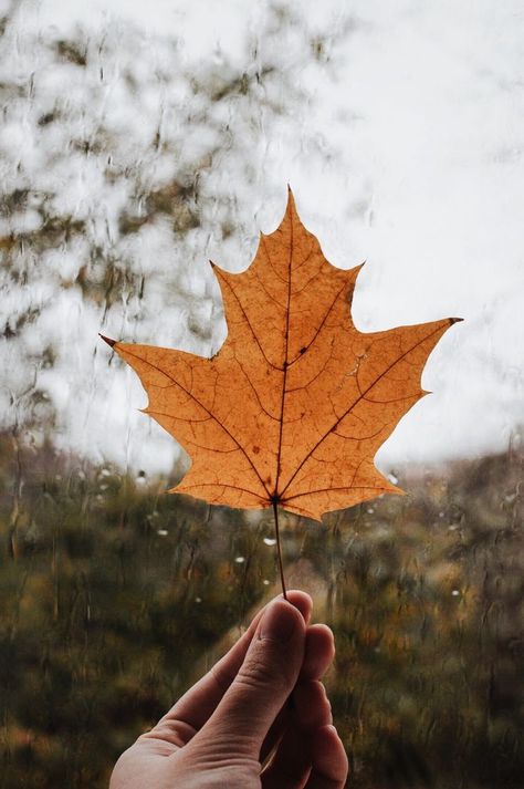 Halloween Tattoo, Autumn Leaves Photography, Fall Pictures, Autumn Cozy, Autumn Aesthetic, Fall Photos, Autumn Photography, Autumn Trees, Insta Photo