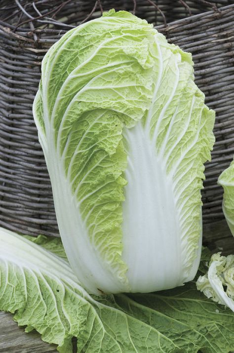 Growing Cabbage, Growing Calendar, Grow Garden, Cabbage Seeds, Lettuce Seeds, Asian Vegetables, Summer Harvest, Fresh Salad, Napa Cabbage