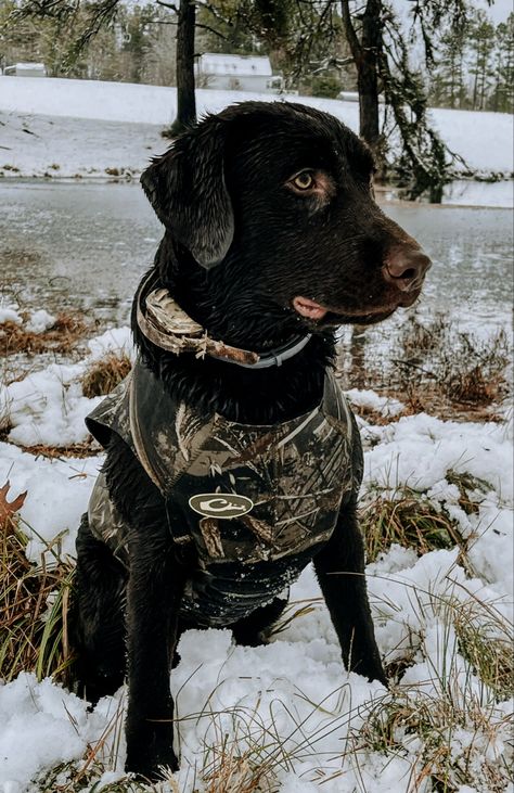 Duck Hunting Aesthetic, Daniel Core, Hunting Aesthetic, Duck Hunting Dogs, Dog Pond, Hunting Photography, Dog Hunting, Duck Dog, Dove Hunting