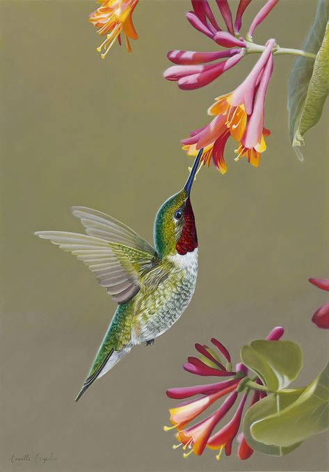 Male Ruby-Throated HummingBird on Honeysuckle, Bird Oil Painting by Camille Engel | by CamilleEngelArt Bird Oil Painting, Hummingbirds Photography, Hummingbird Pictures, Hummingbird Painting, Ruby Throated Hummingbird, Honeysuckle Flower, Hummingbird Art, Hummingbird Tattoo, Airbrush Art