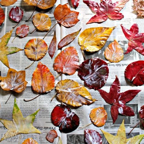 Preserve Leaf Art, Fall Leaf Mobile Craft, Dried Maple Leaf Art, How To Keep Leaves From Drying Out, Leaf Collection Ideas, What To Do With Pressed Leaves, Crafts Using Real Fall Leaves, Fall Leaves Diy Decor, Leaf Preservation Art