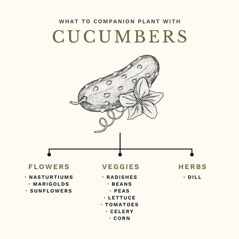 🌿 Companion Planting 101! One of the most common questions I get asked is what is companion planting, and what should I plant beside each other? Companion planting is really quite simple. It’s exactly what it’s name says – planting various types plants that are beneficial to one another together! One of the most commonly known companion planting combinations is tomatoes & basil, but there’s so much more that can be planted with tomatoes including chives, carrots and even marigolds! 🍅 In thi... Companion Planting Diagram, Thyme Companion Plants, Carrot Companion Plants, Produce Garden, Planting Combinations, Companion Planting Vegetables, Herb Life, Small Vegetable Gardens, Companion Plants