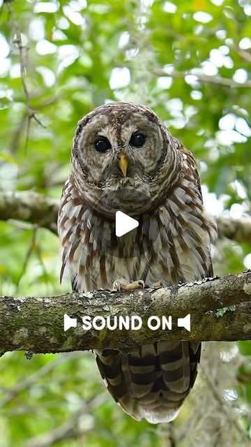 Mark Smith on Instagram: "Sound on! Listening to the banter of two barred owls always makes me laugh a little. Have you ever heard one? What do you think of this ones vocal talents?" Hearing An Owl Meaning Spiritual, Owl Laughing, Barred Owls, Owl Sounds, Mark Smith, Short Eared Owl, Awesome Owls, Long Eared Owl, Owl Photography