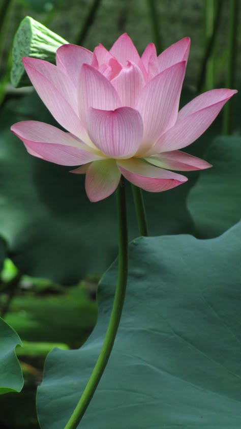 Sacred Lotus: Nelumbo nucifera [Family: Nelumbonaceae] - Flickr - Photo Sharing! Rhodes Scholarship, Lotus Image, Lotus Shape, Lotus Flower Pictures, Sacred Lotus, Lily Lotus, Open Flower, Lotus Blossom, Pink Lotus