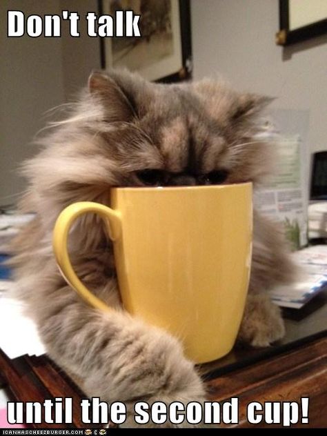 Kaffe Humor, 3 Coffee, Image Chat, Cat Coffee, Coffee Love, Funny Animal Pictures, Coffee Quotes, Coffee Humor, Crazy Cat Lady