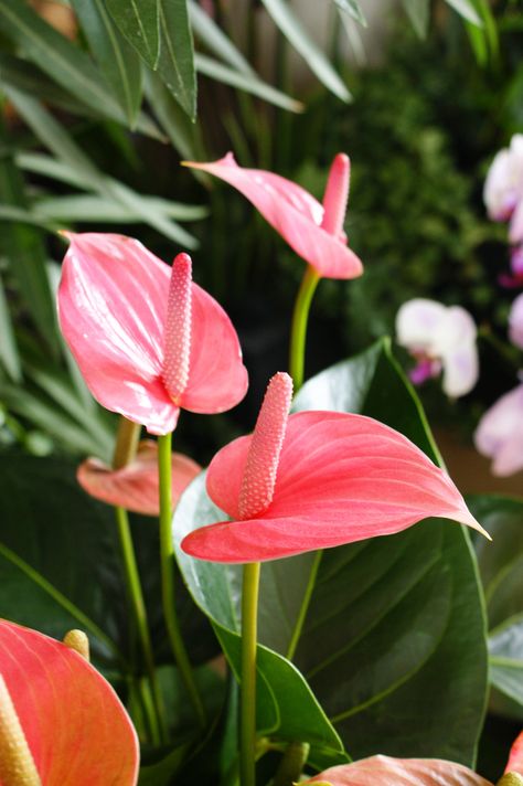 Anthurium Plant, Anthurium Flower, Flamingo Flower, Pink Plant, Rare Flowers, Green House, Foto Inspiration, Exotic Plants, Tropical Garden