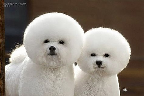 poofy dogs Worlds Cutest Animals, Love My Dog, Bob Ross, Bichon Frise, White Dogs, Cute Animal Pictures, Fluffy Animals, 귀여운 동물, Pet Grooming