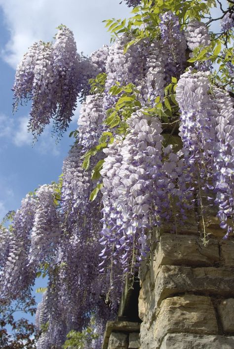 Chinese Wisteria, Wisteria Sinensis, Wisteria Plant, Wisteria Tree, Pergola Swing, Drip System, Pergola Garden, Garden Vines, Meteor Garden 2018