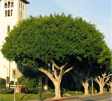 Ficus microcarpa - Indian Laurel Fig Has Evergreen foliage Height: 25 - 35 feet Width: 35 - 40 feet Mediterranean Trees, Chinese Elm Tree, Ficus Nitida, Best Shade Trees, Front Yard Design Ideas, Garden Home Ideas, Yard Design Ideas, Yard Landscape Ideas, Garden Front Yard