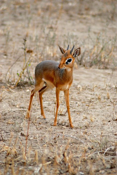 A strange post for r/aww, but I thought I'd share anyways. This animal is called a Dik-dik - Imgur African Antelope, Dik Dik, Small Deer, Mandrill, Mule Deer, Manx, Airbrush Art, African Wildlife, African Animals