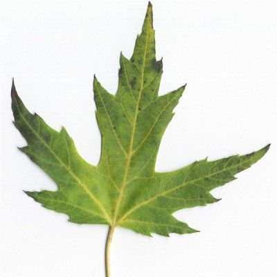 Differences Between Hard Maple and Soft Maple | The Wood Database Maple Tree Leaf, Wire Leaf, Silver Maple Tree, Plant Reference, Garden Landscaping Backyard, Silver Maple Leaf, Nature Elements, Leaves Art, Plant Identification