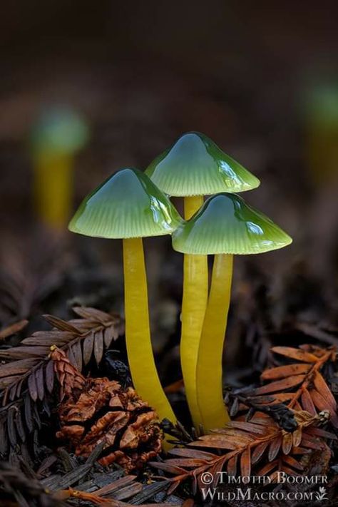 Mushroom Photography, Mushroom Plant, Mushroom Pictures, Plant Fungus, Arte Van Gogh, Mushroom Fungi, Airbrush Art, Arte Inspo, Mushroom Art