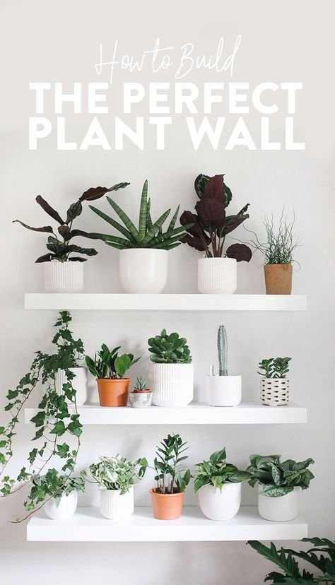 How to Build the Perfect Plant Wall - Fit Foodie Finds Indoor Living Wall, Living Wall Indoor, Indoor Plant Display, Indoor Plant Shelves, Plant Display Ideas, Fit Foodie Finds, Indoor Plant Wall, Tanaman Indoor, Tanaman Pot