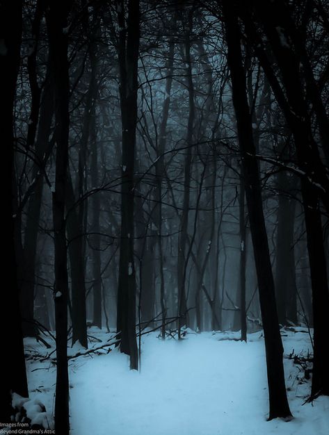 maro-t:   "The woods are lovely, dark, and deep …" — Robert Frost by William Flowers on Flickr. Dark Naturalism, Snowy Forest, Winter Wood, Dark Winter, Winter Forest, Arte Fantasy, Winter Aesthetic, 판타지 아트, On The Ground