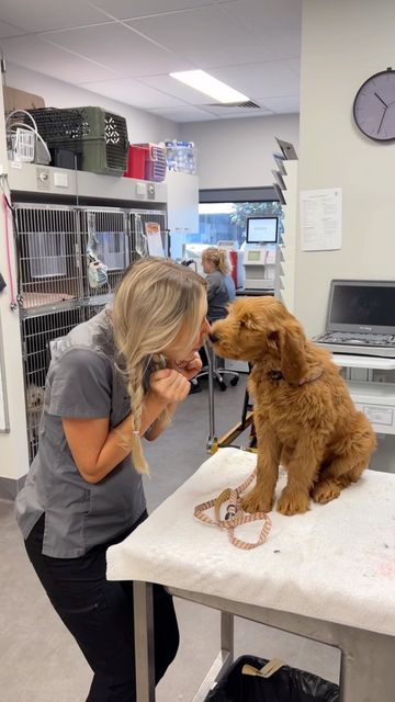 Tess the Vet Nurse on Instagram: "Professional crazy dog lady 🤎🐾🩺 #vetnurse" Worker Aesthetic, Vet School Motivation, Vet Tech School, Vet Technician, Vet Nurse, Veterinary School, Vet Medicine, My Future Job, Nurse Aesthetic