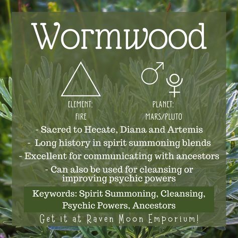 Wormwood, ruled by Fire, Mars, and Pluto, has a long history in Magick. This herb enhances psychic abilities and aids in Spirit Summoning. It has a strong connection to the dead making it an excellent herb for communicating with the Ancestors and assisting those not at rest to find peace. Wormwood is also a fantastic cleansing herb, often used as a sage replacement for those trying to stay away from White Sage. This herb is Sacred to Hecate, Diana, and Artemis. Ancestor Herbs, Spiritual Herbalism, Spirit Summoning, Summoning Spirits, Hedge Witchcraft, Earth Witch, Witch Woman, Thyme Herb, Goddess Magick