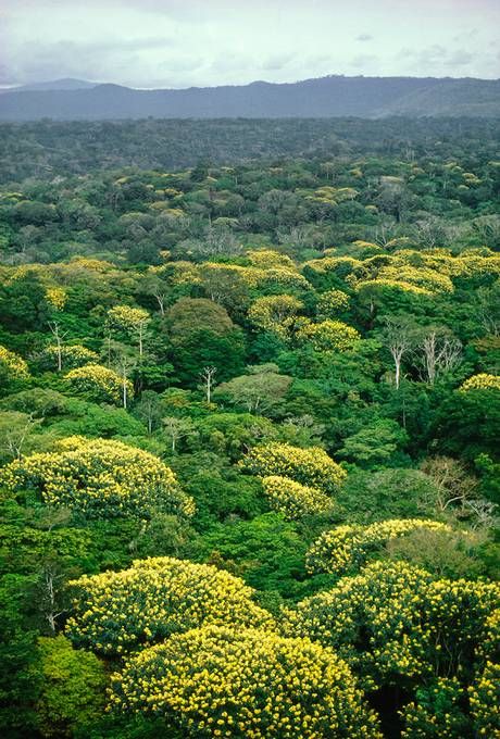 The tropical rainforest in the Congo is considered one of the last 'two big patches' of forest (Picture: Getty) Congo Rainforest, African Rainforest, Jungle Pictures, Frans Lanting, Jungle Fever, Democratic Republic Of The Congo, रोचक तथ्य, Forest Pictures, Amazon Rainforest