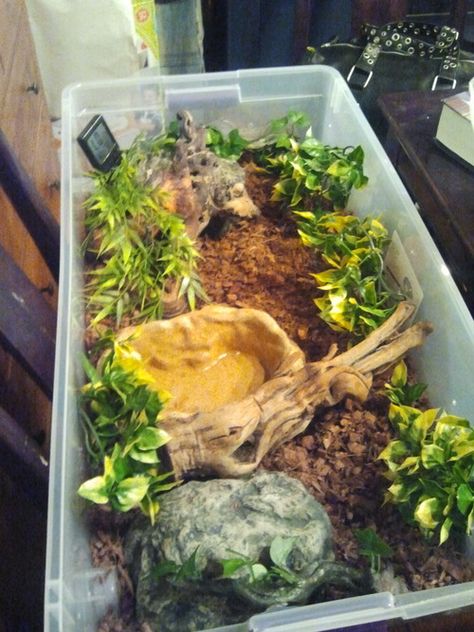 Ball Python Enclosure Ideas, Ball Python Enclosure, Python Enclosure, Snake Breeds, Ball Python Care, Snake Cages, Diy Reptile, Snake Terrarium, Frog Terrarium