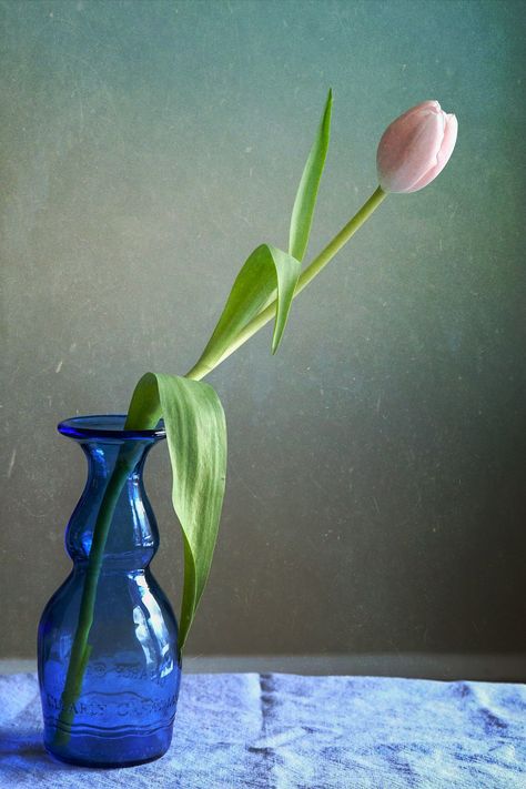 Tulips In Glass Vase, Vase Of Flowers Photography, Flower Vase Reference, Single Flower In Vase, Tulip Reference, Tulip In A Vase, Still Life Simple, Flower Reference Photo, Vase Reference