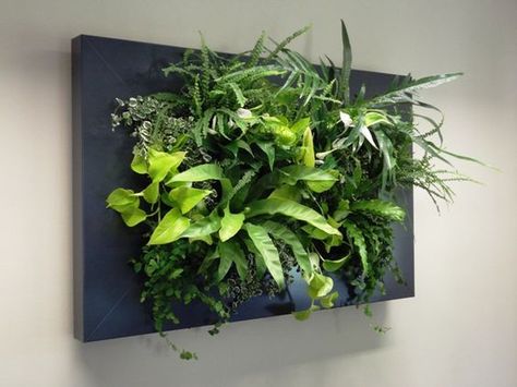 Bij een live picture kan er een keuze gemaakt worden uit een groot assortiment interieurplanten Diy Living Wall, Living Wall Diy, Succulent Wall Garden, Green Wall Design, Plant Display Ideas, Indoor Plant Wall, Vertical Garden Design, Hanging Gardens, Tropical Garden Design