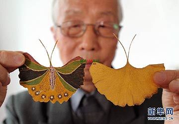 Gingko Biloba, Ginkgo Tree, Ginkgo Leaves, Handmade Butterfly, Leaf Crafts, Ginkgo Leaf, Albert Camus, Painted Leaves, Suzhou