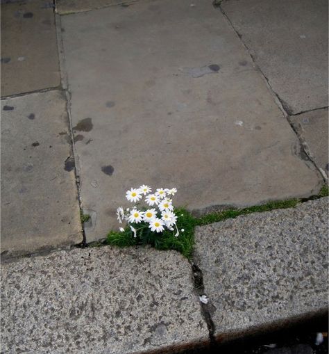 Daisies blooming in concrete Plants Growing, Grow Out, Art Reference Photos, Daisy, Felt, Plants, Flowers, Photography