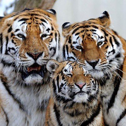 Mom, Dad and I Tiger Photos, Amur Tiger, Tiger Artwork, Wild Animals Photos, Tiger Love, Cat Species, Tiger Pictures, Big Cats Art, Most Beautiful Animals