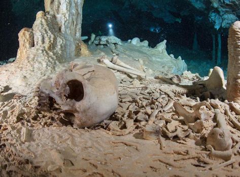 Oldest Skeleton  Skeleton Stolen From Underwater Cave in Mexico Was One of Americas’ Oldest over 13,000 years old. A new study shows that the human remains looted in 2012 are more than 13,000 years Underwater Caves, Creepy Places, Human Settlement, Human Bones, Human Skeleton, Cave Paintings, Tulum, Archaeology, Skeleton