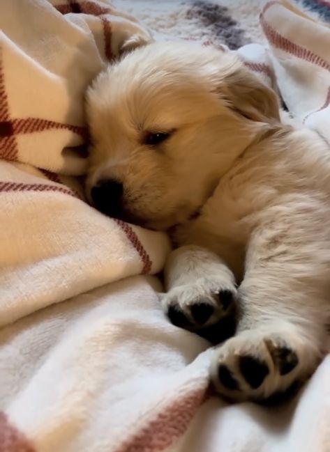 Cute Fluffy Dogs, Cute Teacup Puppies, Cute Puppies And Kittens, Cute Dog Wallpaper, Very Cute Puppies, Really Cute Puppies, Super Cute Puppies, Sleeping Puppies, Cute Puppy Pictures