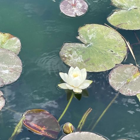 Lily Pad Aesthetic, Lily Pads Aesthetic, Valley Aesthetic, Wallpaper Themes, White Lily, White Lilies, Aesthetic Painting, Water Lily, Lily Of The Valley