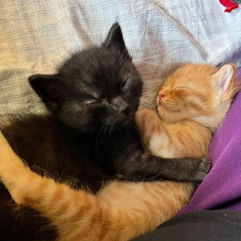 Two Black Kittens, Ginger Cat And Black Cat Duo, Black And Orange Cat, Black Cat And Orange Cat Couple, Black And Orange Cats In Love, Cats Cuddling, Black Cats Cuddling, Black And Orange Cats Cuddling, Ginger Tabby