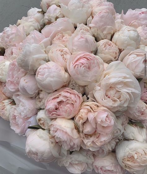 Boquette Flowers, Flower Therapy, Luxury Flowers, Peony Flower, Pink Peonies, Love Flowers, My Flower, Pretty Flowers, Flower Power