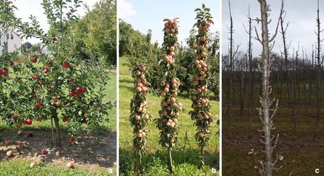 Columnar growth:  Tracing a key player in the regulation of plant architecture: the columnar growth habit of apple trees ( Malus  ×  domestica) | SpringerLink Columnar Fruit Trees, Plant Architecture, Malus Domestica, Columnar Trees, Apple Varieties, Apple Trees, Transcription, Apple Tree, Plant Growth