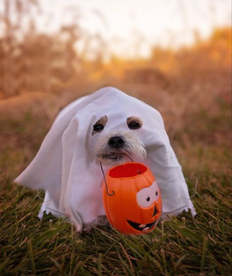 Halloween Dogs Aesthetic, Dog Halloween Party Ideas, Animals In Costumes, Autumn Dogs, Cutesy Halloween, Cute Dog Halloween Costumes, Fall Pfp, Halloween Pfps, The Human Skeleton