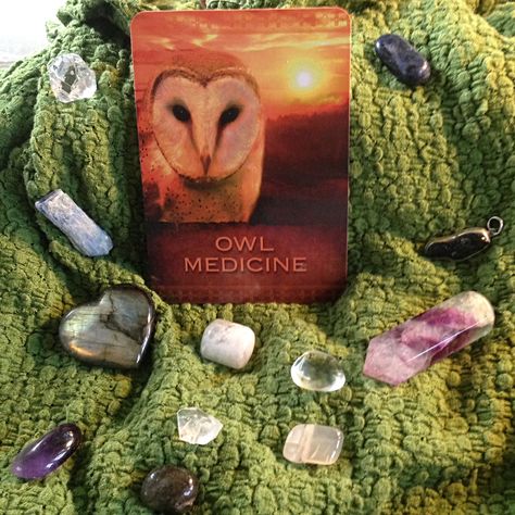 Owl Medicine, Daily Tarot Reading, Daily Tarot, Daily Drawing, Morning Prayers, Move Forward, Tarot Reading, Tarot Cards, Owls