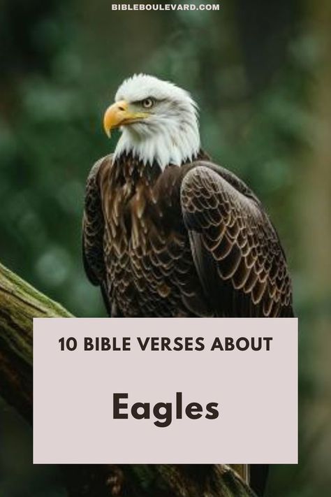 Here are 10 of the best Bible verses about eagles. Read on to learn what the Bible says about eagles. Quote From The Bible, Eagles Quotes, Online Bible Study, Best Bible Verses, Bible Says, Message Of Hope, An Eagle, Bible Crafts, Bible Knowledge