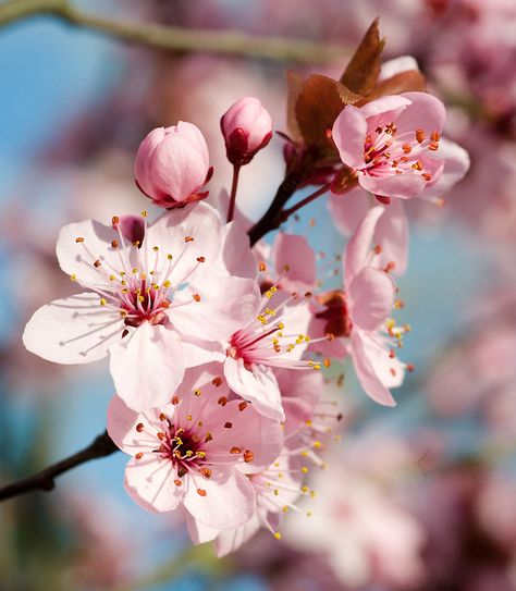 Flowering Plum Tree, Plum Tree, In Full Bloom, Last Night, Cherry Blossom, Plum, Right Now, Blossom, Cherry