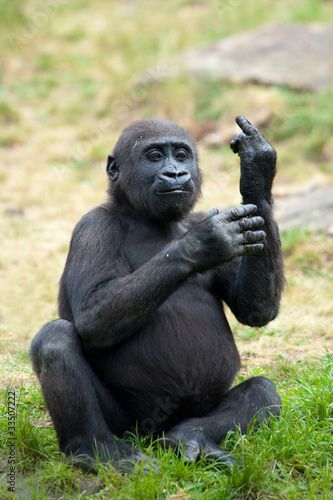 Stock Image: young gorilla sticking up its middle finger Middle Finger Images, Funny Monkey Pictures, Gorilla Gorilla, Gorillas Art, Insta Account, Strongest Animal, Cute Cat Memes, Monkey Pictures, Mountain Gorilla