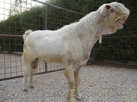 Weird-Ugly -Shami-Damascus-Goat-Monster-Animals Damascus Goat, Ugly Animals, Cute Goats, Goat Farming, Unusual Animals, Rare Animals, Rare Breed, Weird Animals, Animals Of The World