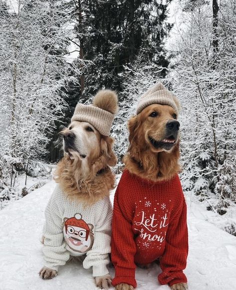 Winter Thoughts, Christmas Dog Photography, Holiday Pet Photos, Dog Christmas Photos, Dog Christmas Pictures, Puppy Dog Pictures, Golden Retriever Christmas, Cute Christmas Outfits, Dog Christmas Card