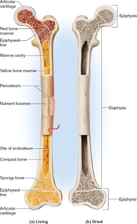 This picture shows the general features of bones. Bone is a connective tissue with a matrix hardened by minerals. Bones provide support, protection (like the ribs protect the heart), and aid in blood formation. Bone remodels itself throughout life. The periosteum is connective tissue that surrounds the bone. Once the epiphyseal plate stops growing it turns into a line. (Picture obtained from McGraw-Hill Connect). Drawing Sketches Anatomy, Animation Anatomy, Sketches Anatomy, Sketch Anatomy, Bone Anatomy, Draw Anatomy, Study Anatomy, Anatomy Images, Art Anatomy