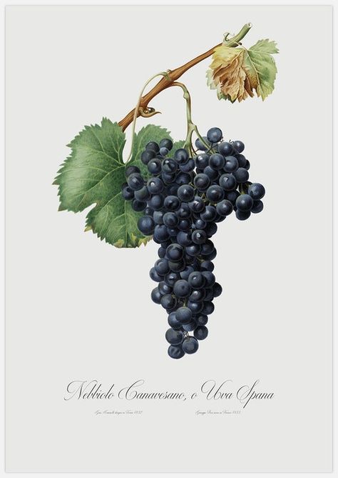 Vintage Art Prints | Wall Art | Insplendor - Wall Art, Giclée Fine Art Prints | Canvas artwork | Insplendor Vegetable Chart, Vintage Motifs, Botanical Illustration Vintage, Art Prints Wall, Vitis Vinifera, Green Grapes, Online Wall Art, Flower Tops, Vintage Art Prints