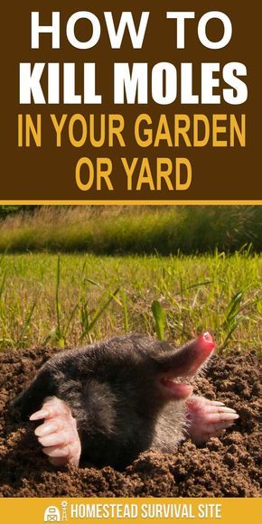 Mole Removal Yard, Moles In Yard, Chipmunk Repellent, Mole Repellent, Slugs In Garden, Lawn Pests, Organic Insecticide, Gutter Garden, Organic Pesticide